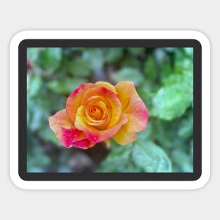 Rose in Spring Sticker